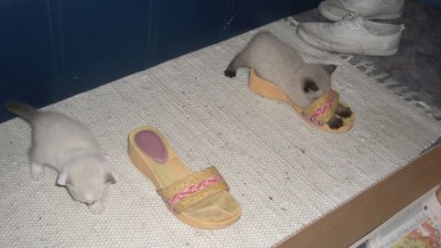 2. Liesel und der Schuh.jpg