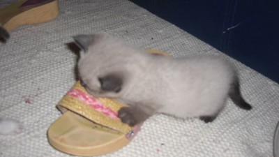 3. Liesel und der Schuh.jpg