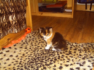 ..meine kleine glückskatze...