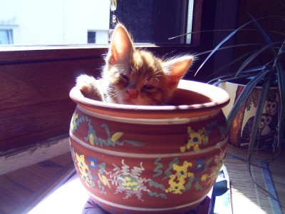 ..und der kleine süße carlito....