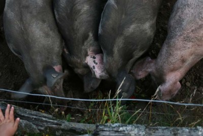 Schweine am füttern.jpg