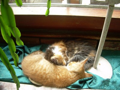 meine armen orchideen