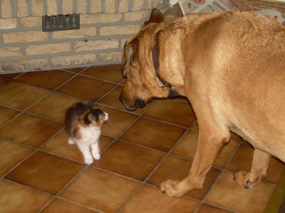 dina &amp;amp; josie