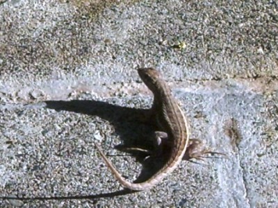 Unsere Haustiere im Hotel