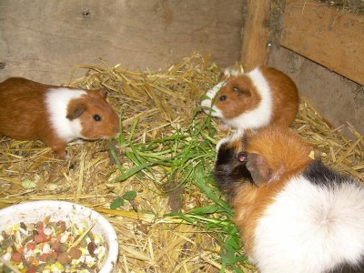 mucki, shorty & joker.jpg