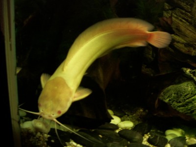 Grete (Wanderwels).JPG