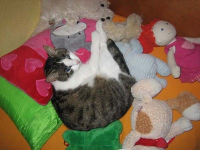 ein weiteres Kuscheltier.jpg