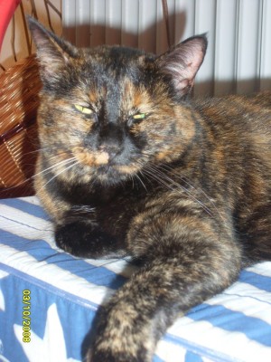 balu die genießerin.jpg