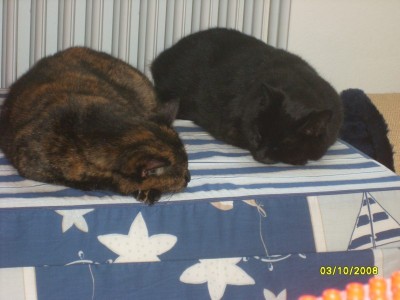 teddy und balu am schlafen.jpg