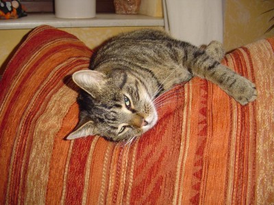 balu auf dem sofakissen.JPG