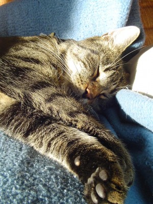 Balu auf seiner Lieblingsdecke.JPG