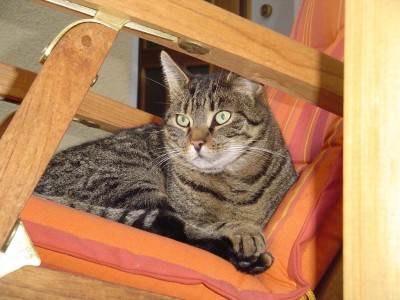 Balu auf MEINEM liegestuhl.JPG