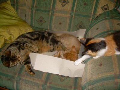 ich will auch mit rein.jpg