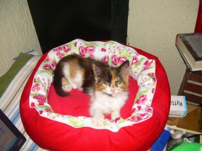 josie im bettchen.jpg