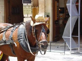 so sieht man die Pferde in Chania