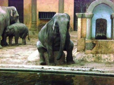 Einfach genial der Elefant