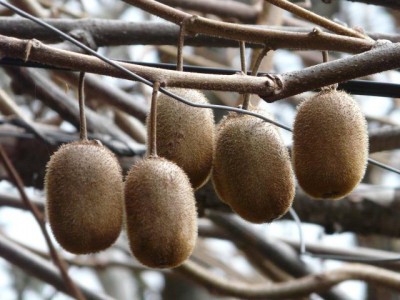 wusstet ihr, dass die Kiwis so wachsen?