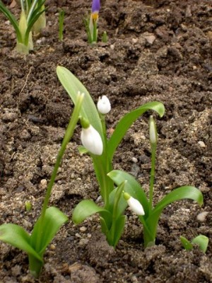 Schneeglöckchen.JPG
