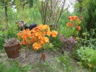 blümmchen und lara.jpg