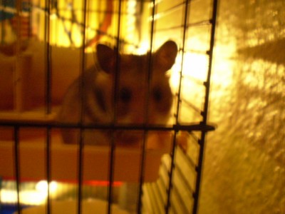 1. Klassenfest Vanessa 29.04.2009 041.jpg