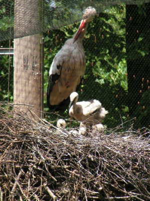 Storchennest.jpg