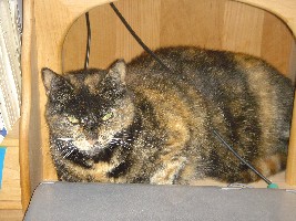 Unsere Katze Susi, schläft auf dem Sekretär hinter dem PC weil durch den Umbau Ihr Schlafplatz nicht mehr da ist.