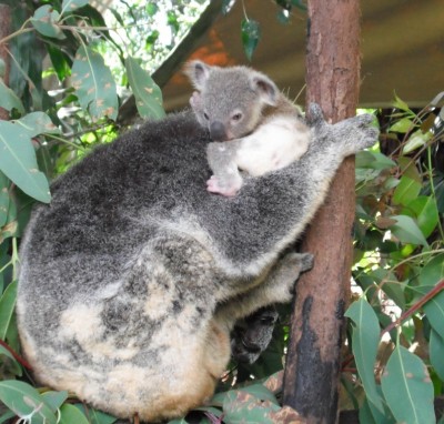 koalababy juli 2009 komprimiert 230.jpg
