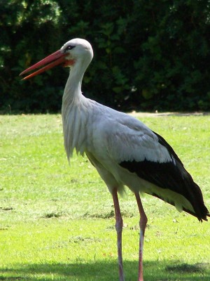 Stuttgart  Luisenpark 013.JPG