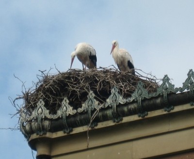 storch, klein.JPG