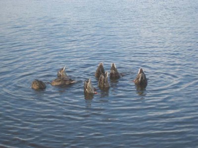 alle meine Entchen.jpg