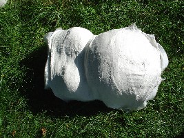 Der fertige Gipsabdruck