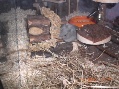 Unser neuer Mitbewohner, der Zwerghamster unserer Tochter