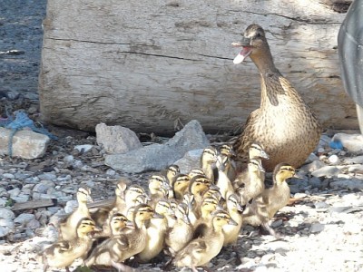 ente mit Küken.jpg