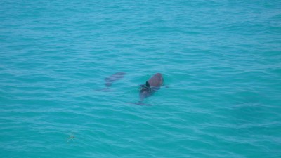 Delfine auf den Keys.JPG