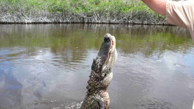 Krokos in den Everglades.JPG