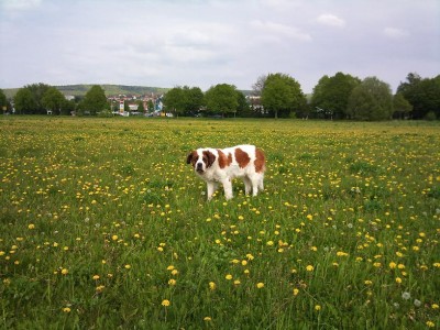 Die Kuh auf der Weide :-D