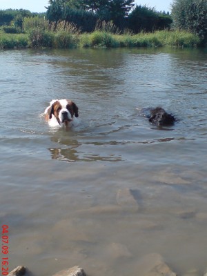 Unsere zwei Krokodile