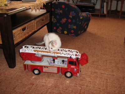 Krümel auf Feuerwehrtour.JPG