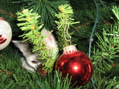 Krümel im Weihnachstbaum.JPG