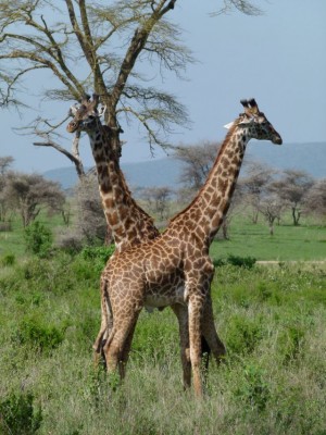 giraffen.jpg