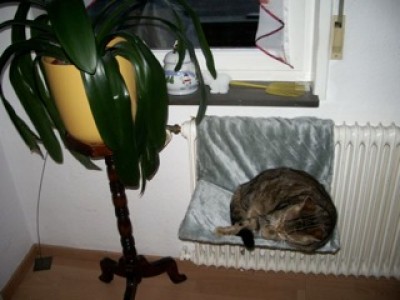 phisto hängematte.jpg