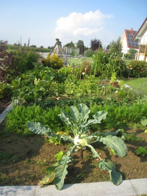 Kohlrabi Gigant