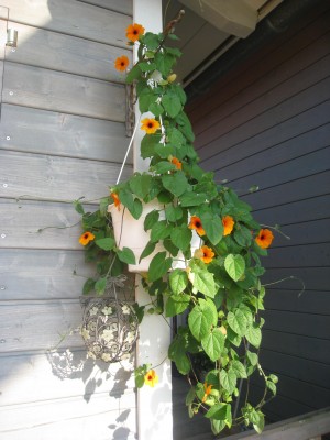 Schwarzäugige Susanne