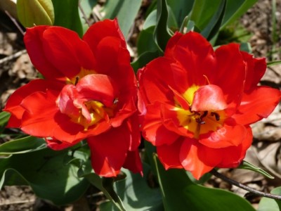 garten 4 gefühlte Tulpen.jpg