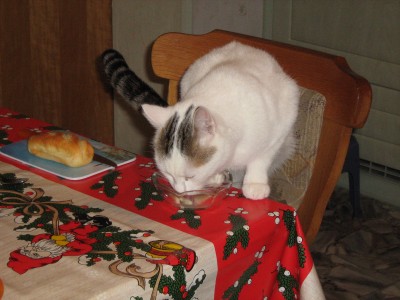 Ich liebe Kaffesahne zum Frühstück, miau!