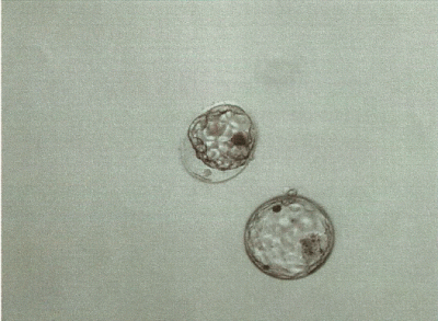 Bild_Embryonen_Juli 2012.gif