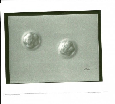 Embryos.jpg