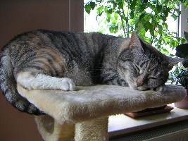 Peacy-05- 00006-klein.jpg