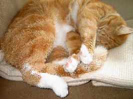 ...liegt auf seiner Decke auf dem Sofa!! (wie süß)