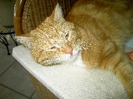 Moses auf dem Rattanstuhl im Wohnzimmer!!